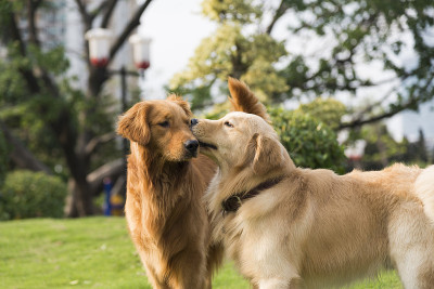 的金毛猎犬