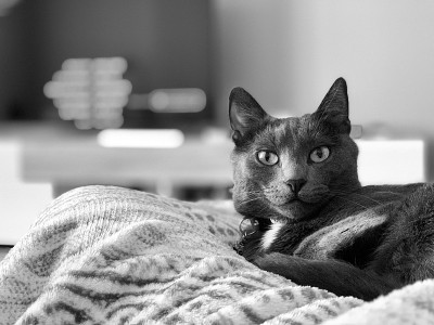 俄罗斯蓝猫的肖像