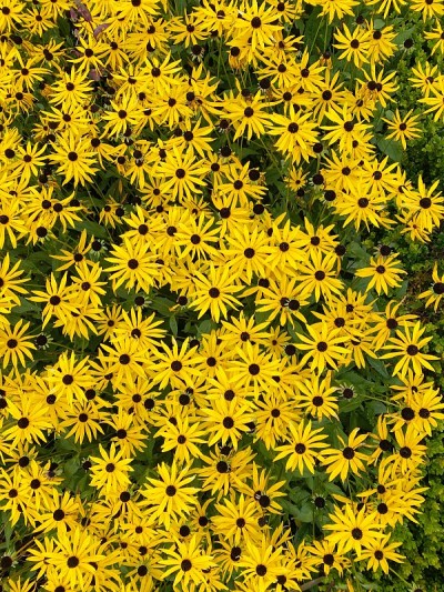 黄色金灿灿的花坛从上面拍摄