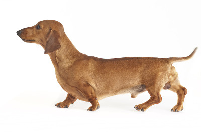 达克斯猎犬