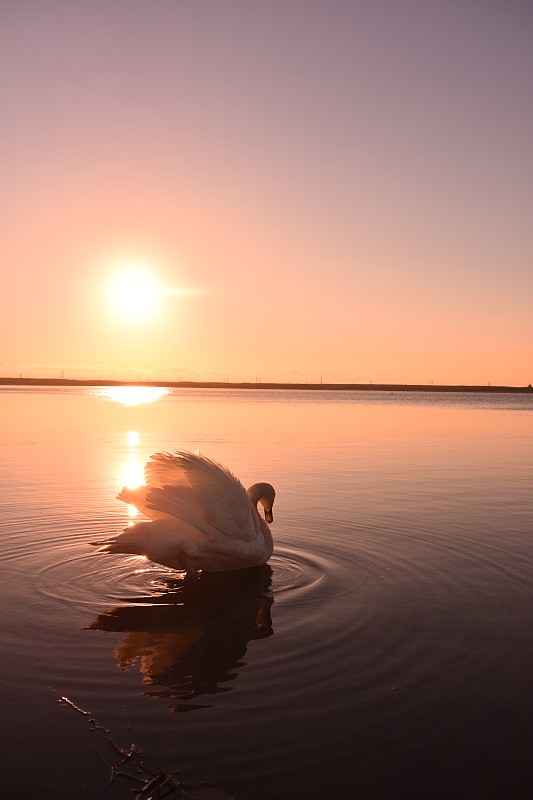 Hokkaido-Utonai-lake-swan-the升起的太阳