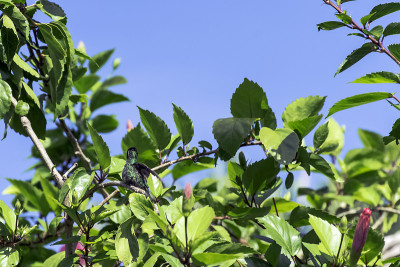 古巴祖母绿(Chlorostilbon Ricordii)是一种蜂鸟，雄性，位于古巴萨帕塔半岛国家公