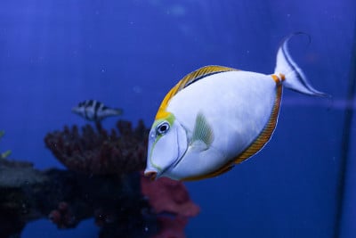 橘刺独角鱼漂浮下来