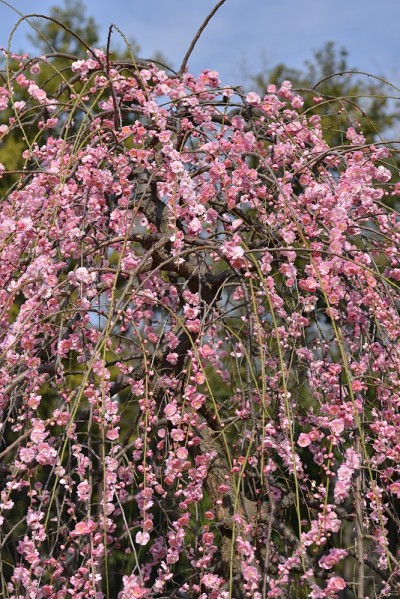梅花