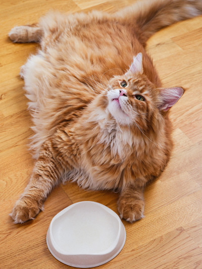 姜缅因猫躺在一个空碗附近，等待食物和向上看。