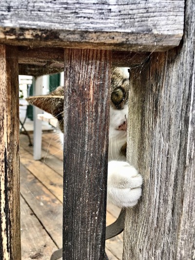 Cats of the Austrian city of Hallstatt