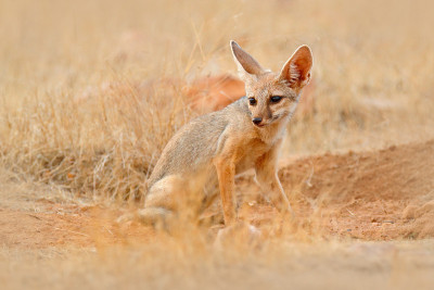 印度狐狸，孟加拉Vulpes bengalensis，印度Ranthambore国家公园。野生动物在