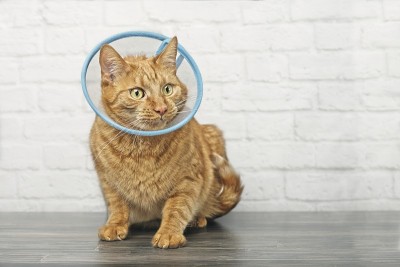 带着宠物蛋筒的生病红猫坐在一堵砖墙前，向旁边看。