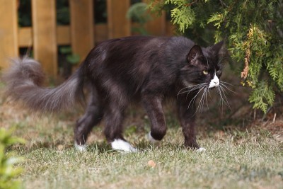 大缅因猫在玩