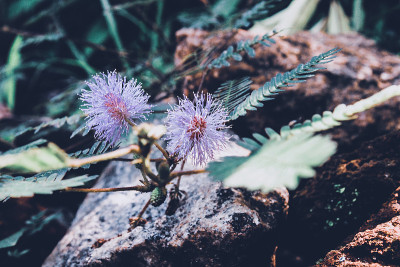 凤仙花的花