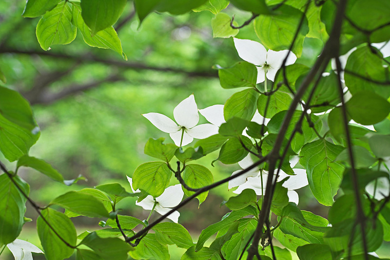 日本草莓树的花