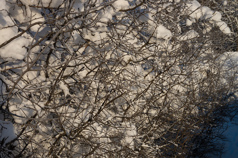 冬，晨，晓，树，枝，雪，晴，光，特写，蓝天，森林。