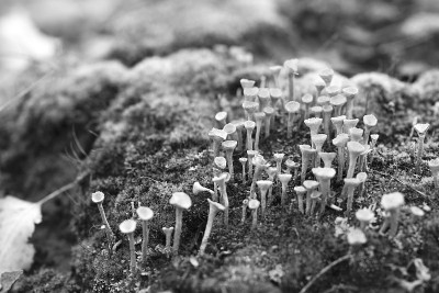 秋林生枝苔和苔藓。黑白照片。