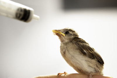 Sparrow3