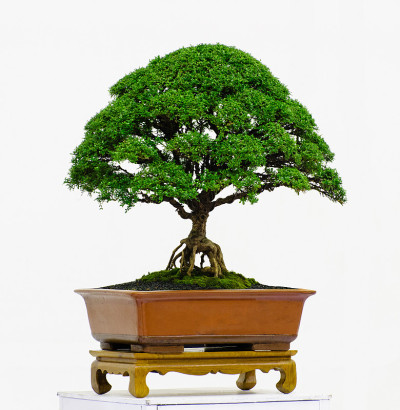 盆景树