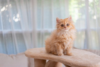 可爱的小猫在早上