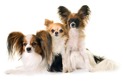 蝶耳犬和吉娃娃犬