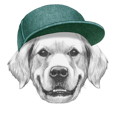金毛猎犬戴着帽子的肖像。