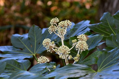 Fatsia japonica