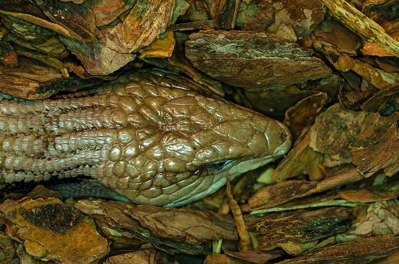 蓝舌石龙子，蓝舌蜥蜴，蓝舌蜥蜴