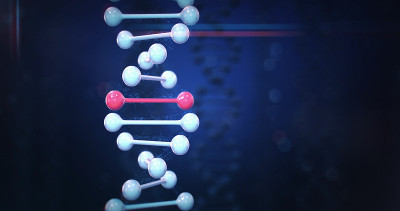 人类DNA(黑)