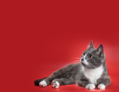银白色的猫躺在红色的背景上