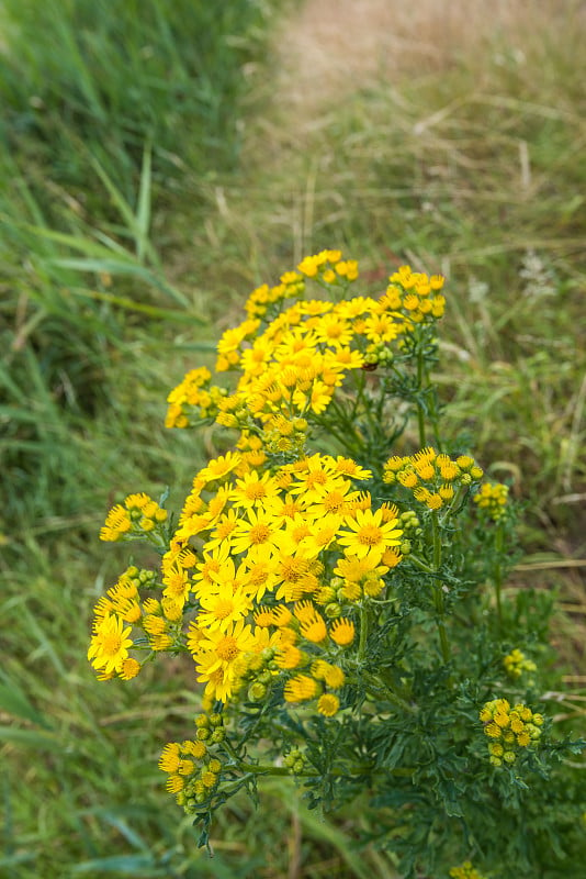 黄花豚草