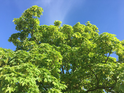 2018年5月，美国梧桐树开花