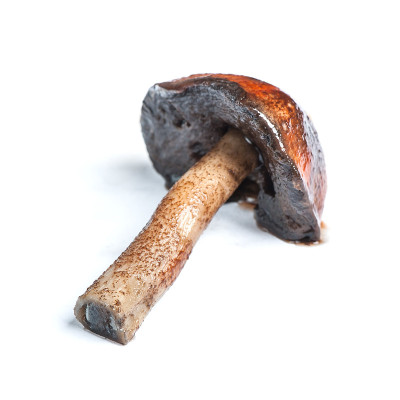 布朗盖牛肝菌属