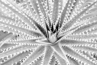 以白灰调色为自然抽象图案背景的Dyckia 'Hybrid'植物叶片