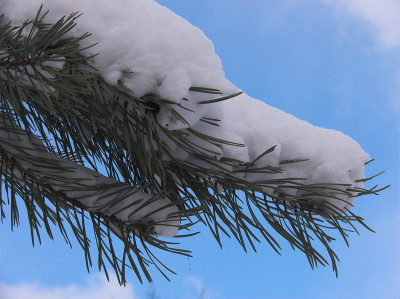 雪在树上