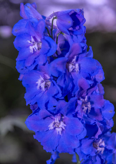 一个蓝色的花。