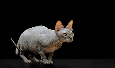 奇怪的猫