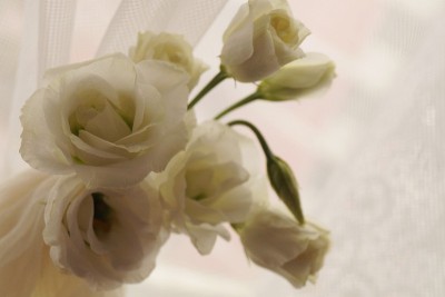 美丽的花束白色桔梗花(桔梗花)