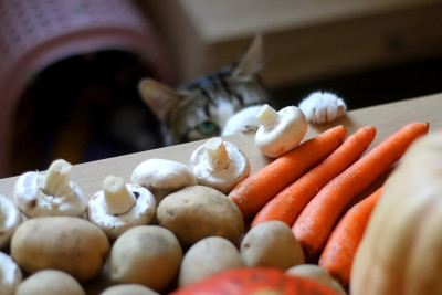 猫和蔬菜