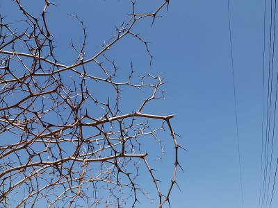 枣树