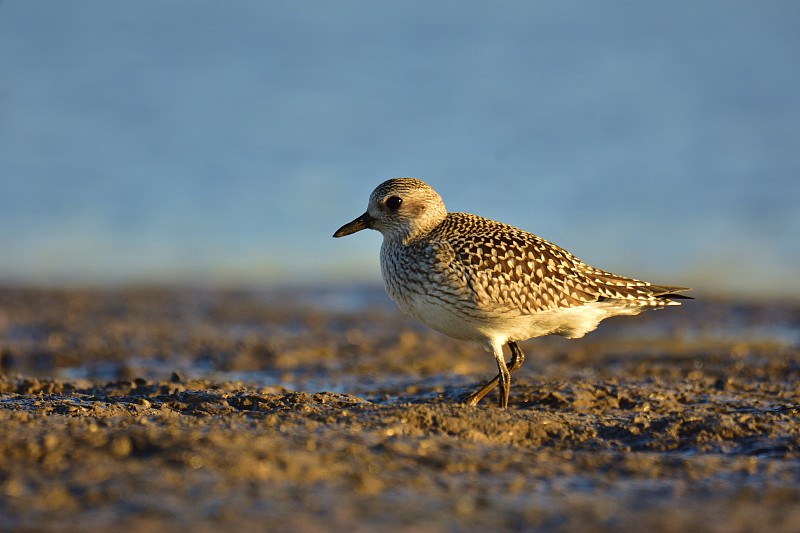 灰鸻(Pluvialis squatarola)在岸上(冬季羽毛)