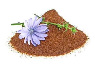 蓝色菊苣花和即食菊苣粉，分离在白色背景上。Cichorium intybus。