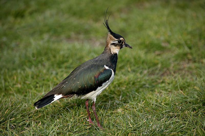 北田凫，vanellus vanellus，诺曼底