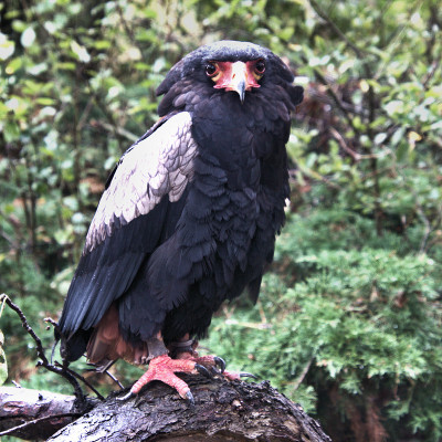 这是一只巴岱勒鹰