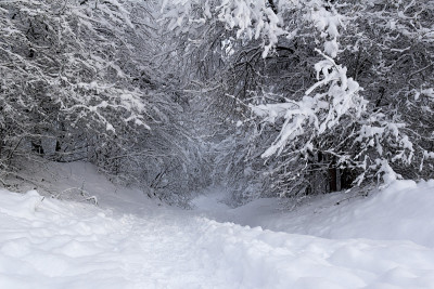 冬天早晨白雪覆盖的森林小路