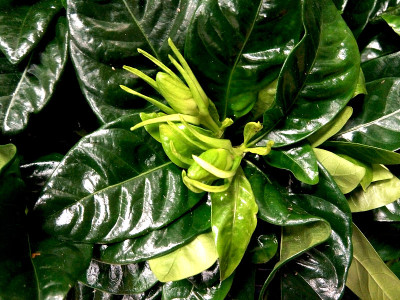 栀子植物-近距离，自然