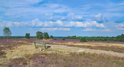 风景在Luneburger Heath，德国