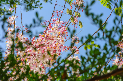 桂花在蓝天