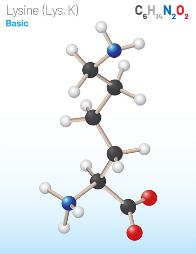 赖氨酸(Lys, K)氨基酸分子。(化学公式C6H14N2O2)