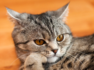 猫的动物