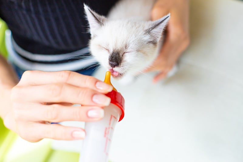 女人用奶嘴喂着一只白色的小猫——女性用手给这只可爱的小猫咪喂奶