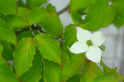 日本山茱萸与复制空间