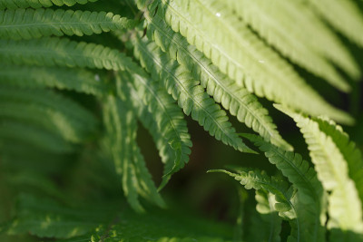 蕨类植物的绿叶。微距摄影