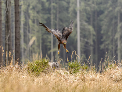 美丽的金雕(Aquila Chrysaetos)正在飞翔。